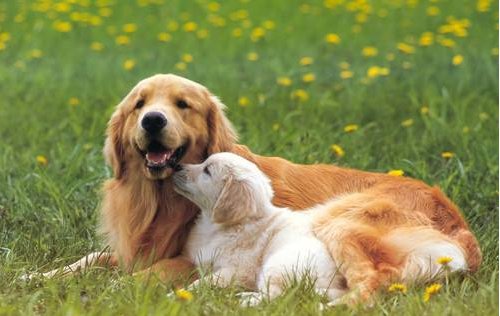 道德|你支持禁食狗肉的法律吗？为何？