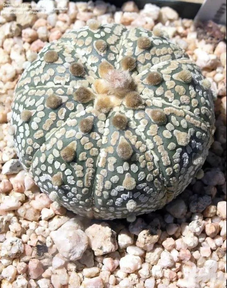  人养|每个人养肉人都应该学会鉴赏“兜”