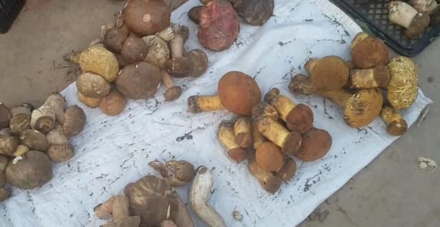  中毒|这些蘑菇，你认识吗？虽然味美，但也会中毒，食用时要小心辨别