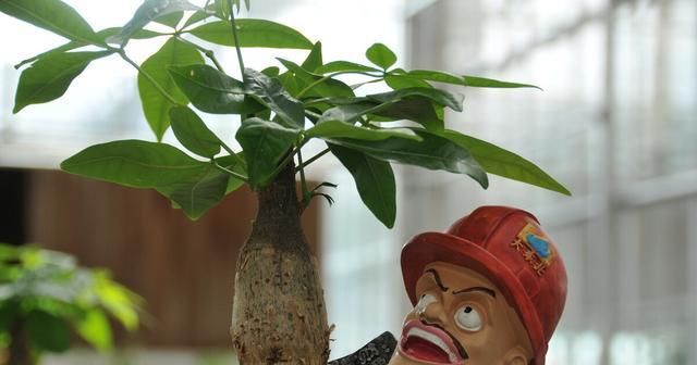  养殖发财树|发财树什么季节换盆用什么花盆？了解些基础，枝干粗壮根系健康