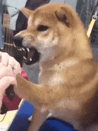  拿下|搞笑GIF：这馒头蒸的有水平，师傅，麻烦给我拿下最后一笼