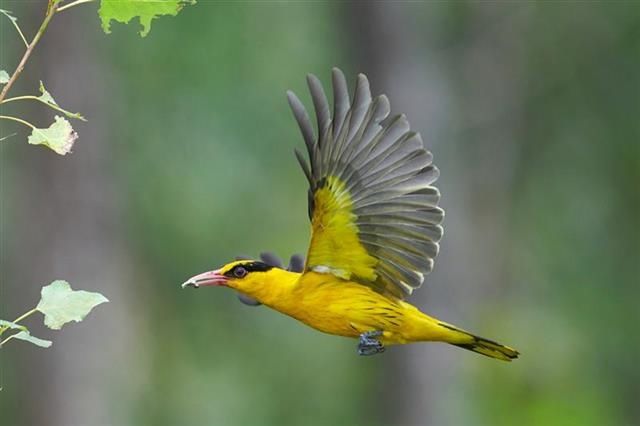 直线距离|这种鸟会吃成个胖子，飞成个瘦子，一口气能飞上万公里……