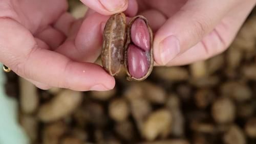  入味|盐水花生多数人第一步就煮错了，学会3招，花生干净入味还省煤气