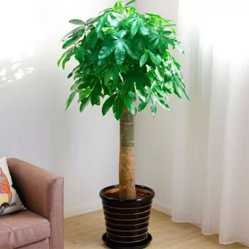 发光|给发财树喷一点小玩意,叶子翠绿发光,新芽新枝条蹭蹭冒!