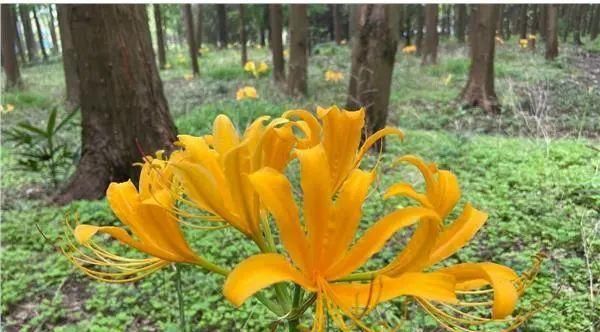  石蒜|申城公园石蒜花“乘风破浪”后，绽开笑颜进入花期