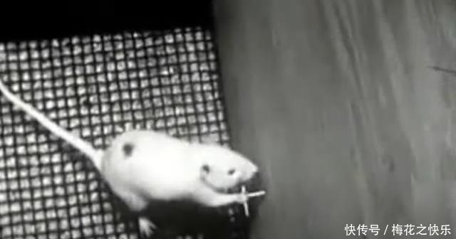 阶级|上层阶级如何产生?耶鲁大学老鼠阶级实验告诉你