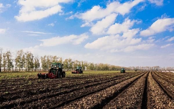 供应链|依安县：小土豆带来大收益