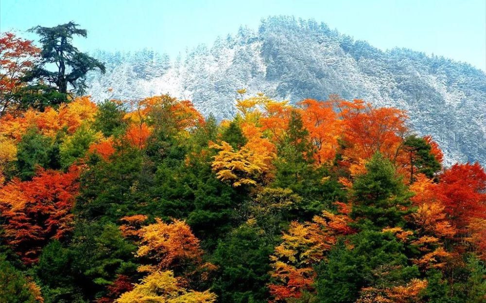  阴平古道|醉美唐家河，又见枫叶红~