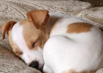  对主人|狗狗“睡觉”的八个秘密，说明你在它心目的重要位置