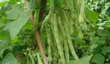  农民|2020年种豆角，这三种害虫别不重视，及时做好2点豆角结荚又高产