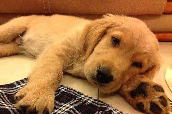 狂犬病|当猫狗狂犬病进入发作期的时候,会出现下面几种症状!