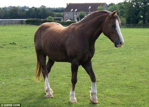  人类|为何马需要钉马掌？马疼不疼，怎么野马不用？