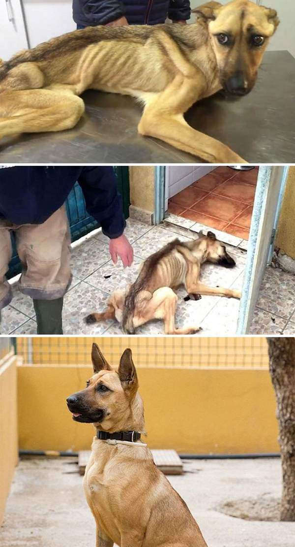  鼻酸|爱心传递，流浪狗狗在他们的帮助下幸福成长，鼻酸了