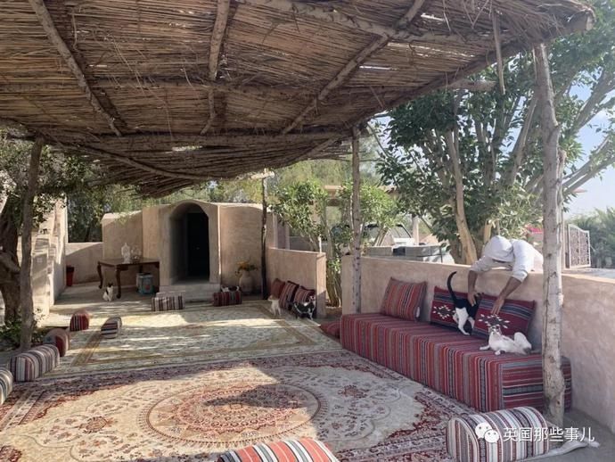  沙漠|霓虹妹子嫁到阿联酋，在5万平米的沙漠＂后院＂里养猫养骆驼?!