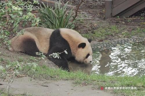  竟是|国宝大熊猫误入“黑熊园”，没想到结局竟是这样……