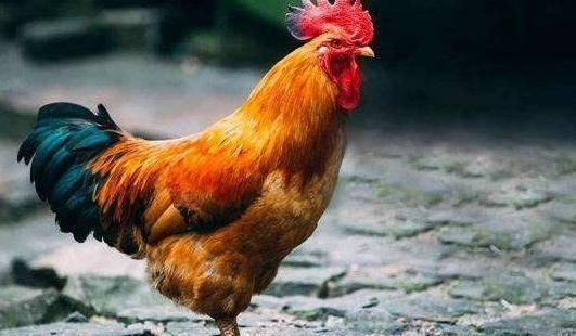  鸡肉|吃鸡肉选公鸡好还是选母鸡好？看完文章再做决定吧