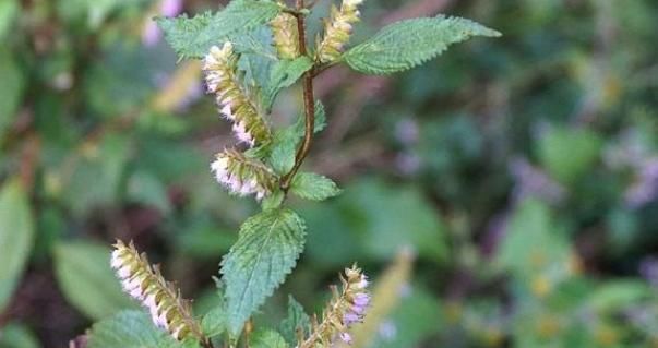  却常|这植物山上很多，却常被忽视，殊不知是解暑佳品