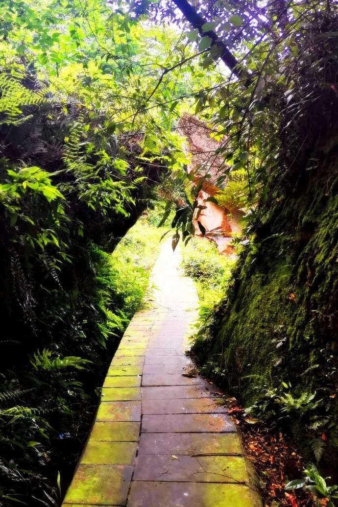 张家沟|阅读雨城丨寻茶张家沟