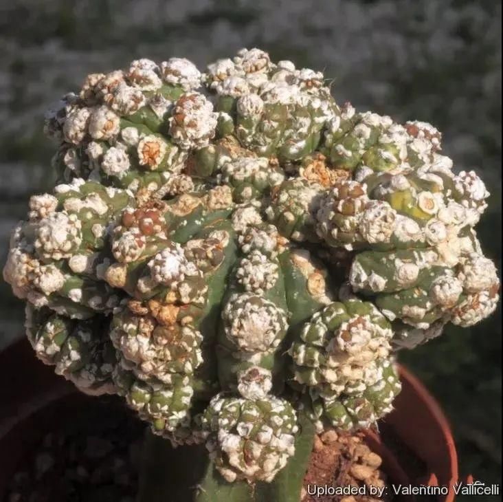  人养|每个人养肉人都应该学会鉴赏“兜”