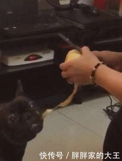  津津有味|奶奶削苹果，狗狗在下面吃果皮，垃圾桶都省了，狗：能削快点吗？