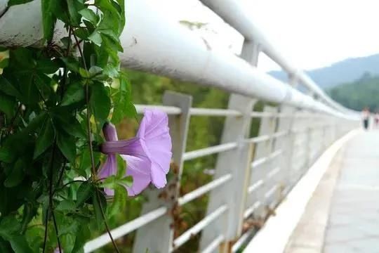 自杀|自杀被救下的人，还会再次自杀吗？