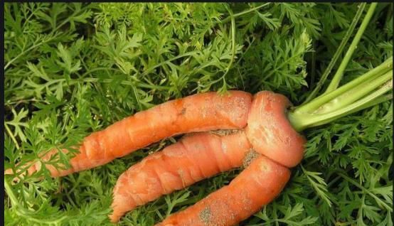 会影响胡萝卜|胡萝卜出现畸形,应该怎么防治?一起来看看吧