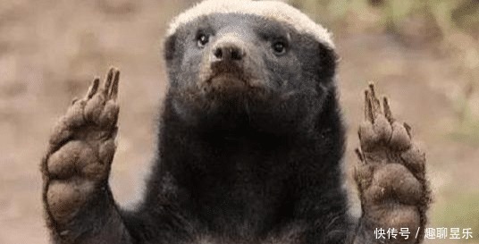  唯一|非洲乱不乱，平头哥说了算：唯一把自己“玩成”濒危的物种