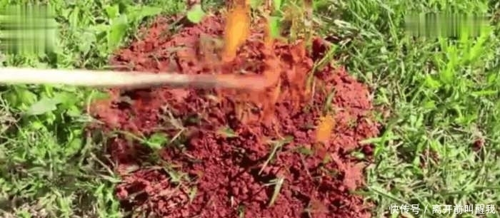  汽油|男子将汽油倒在蚂蚁窝上面点燃, 蚂蚁的行为让人不可思议