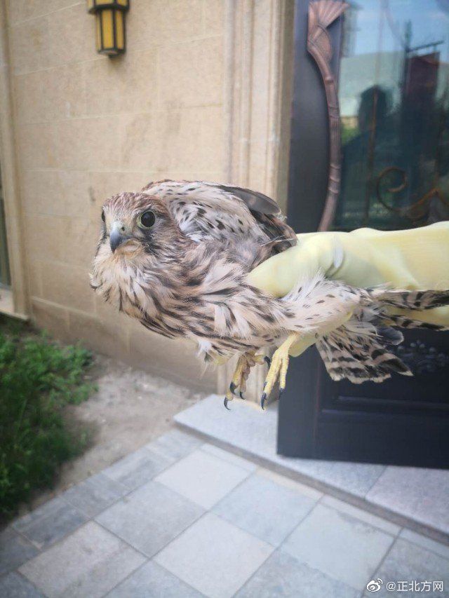 救助|生态环境改善 赛罕区接连救助野生动物