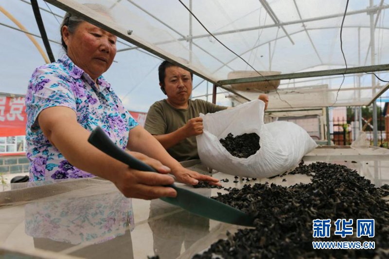 大棚里|【幸福花开新边疆】张大妈家的一把木耳