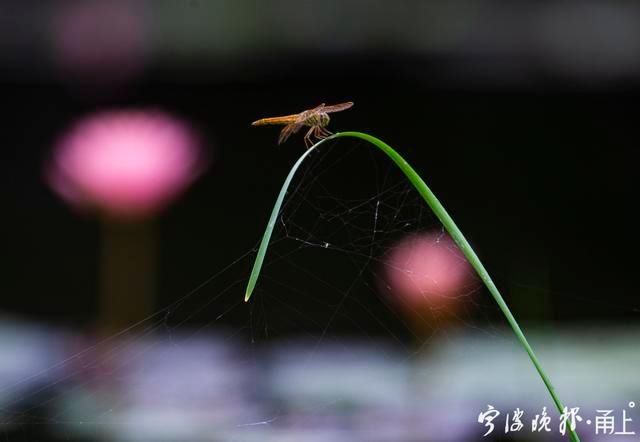  睡莲|甬城出梅日，盛夏赏睡莲