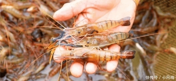 霸主|“战胜”小龙虾，它成为新晋“宵夜霸主”，网友称赞：个大肉多吃着香