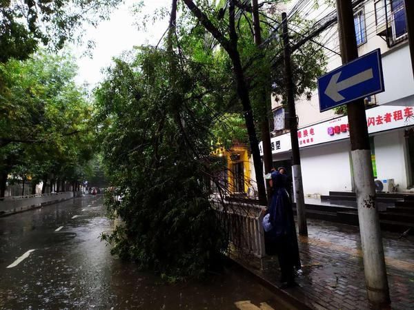  队员|雨一直下，郑州街头树枝断裂频发生！请注意避让