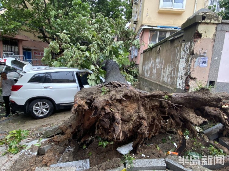  视频|青岛市北区一颗老梧桐被狂风刮倒连砸两辆车 现场视频来了