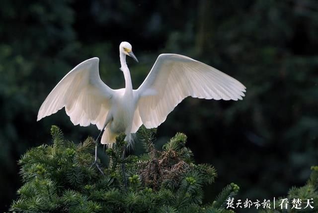 直线距离|这种鸟会吃成个胖子，飞成个瘦子，一口气能飞上万公里……