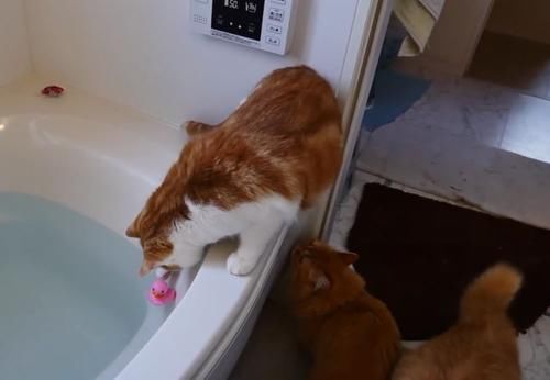 滑稽|猫咪失足跌落水池,游泳的姿势太滑稽了,喵星人都是好奇心作怪