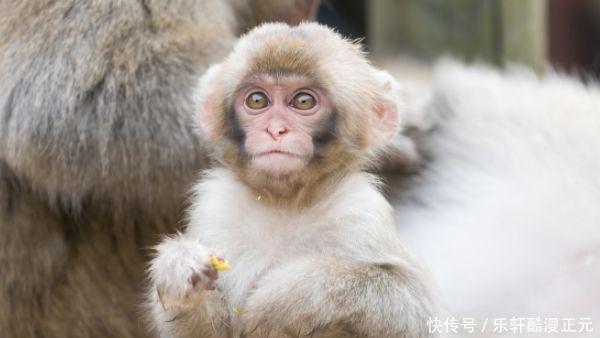 人生|生肖猴多长个心眼,10月6日特别重要,是人生最大的“转运日”