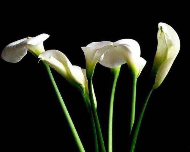  喝茶|“过得好坏，一看就知”：日子过得好的人，喜欢做四件不起眼的事