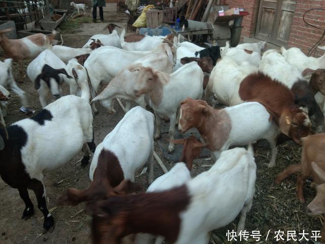 季节|又到了一年两次的驱虫季节,每次驱虫都不彻底,这个步骤应该没做