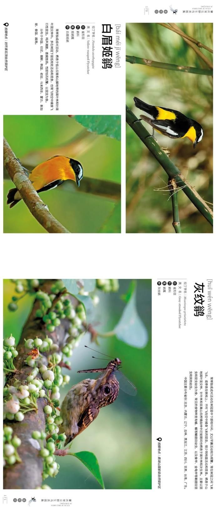 野生鸟类|艺术照曝光!肇庆竟藏有这么多野生“精灵”,很多没见过……