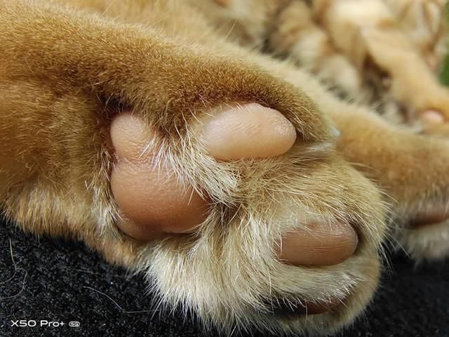  超大杯旗舰|“超大杯”旗舰vivo X50 Pro＋上手实测：表现全面几乎无短板？