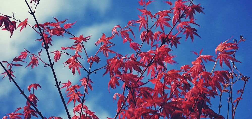  下旬|8月下旬，桃花运爆棚，缘分与桃花邂逅相遇，爱情美满的四大生肖