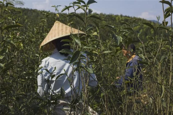 上山|茶，只是生活日常