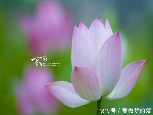 商机|抓住商机发财的生肖鼠,顺利度过本命年,还可能更进一步!