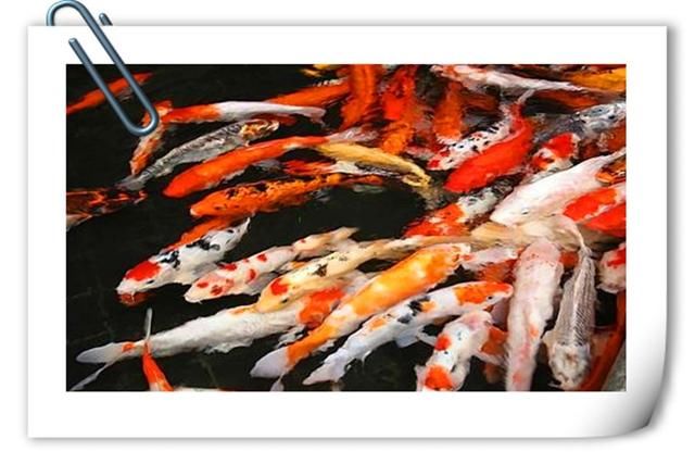 兔子|目前在农村搞养殖,养什么销路好、能赚钱?推荐一些供参考