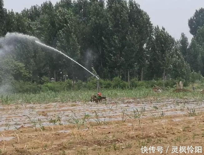 即将|门外汉种甘蔗不懂方法,30亩甘蔗即将打水漂,难倒甘蔗汉