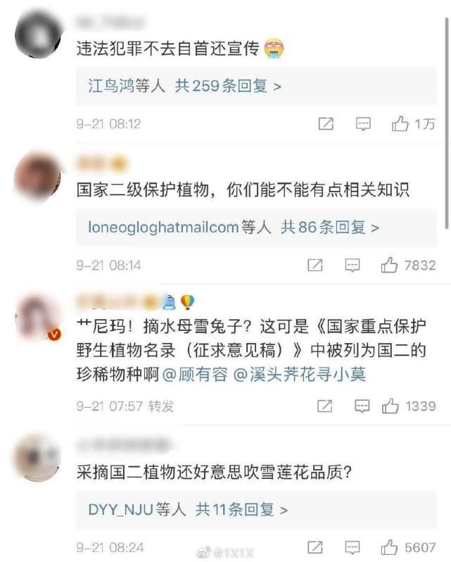 大树杜鹃|山上的雪莲，说摘就摘？