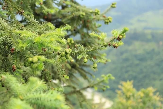  黄岗|村光灿烂 | 如果认识陶渊明，我一定让他到黄岗来。