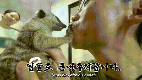  对猫鼬|猫鼬老爱捣乱，却怕主人用“亲吻”惩罚它，对门发呆时猫咪准会来