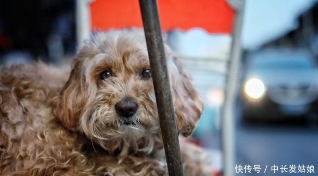压根|这几种狗狗,一旦变成流浪狗,压根活不下去